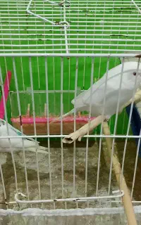 مرغ عشق