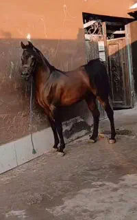 اسب دوسر کره میراژ