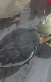 گمشده