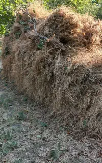 علف