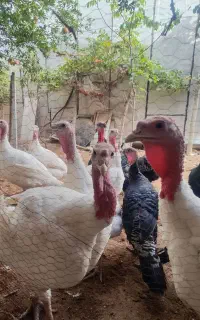 بوقلمون رسمی و بیوتی