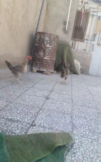 مرغ
