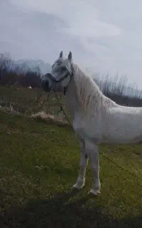 فروش اسب ۶سال