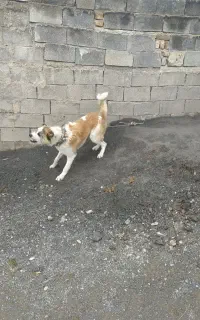 سگ نگهبان