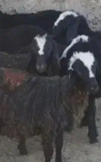 بره گوسفند