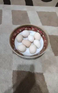تخم مرغ محلی