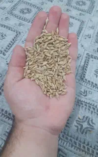 جو محلی تمیز مناسب تخم کاشت و دام