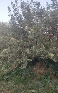 فروش سر درختی باغ سیب