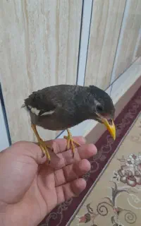 مرغ مینا