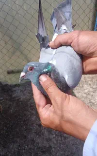 کبوتر دوبر