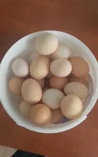 فروش ۳۷عدد تخم مرغ محلی دونه ی ۲۵هزار تومان
