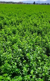 پرس یونجه