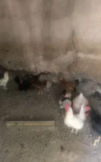 واگذاری پرنده