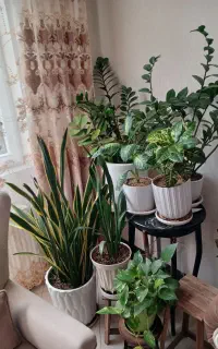 گلهای سرحال با گلدونهای سرامیک