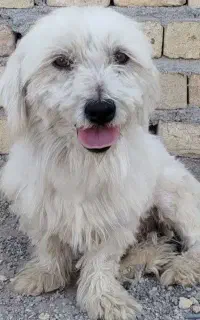 سگ پیداشده