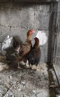 دوعدد مرغ محلی جوان