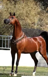 کره نریون یکسر