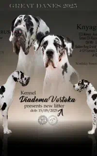 گریفین سگ فول اسا