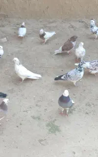 سلام عشق بازان  یه جای دونی ۲۰۰