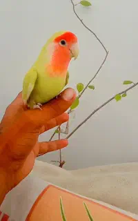 خلیل آباد