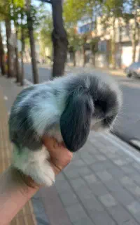 بچه خرگوش ترکیش