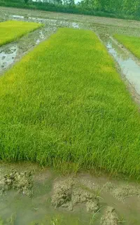 توم هاشمی ۲تراز