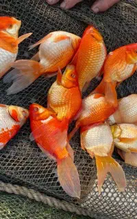 ماهی گلد فیش