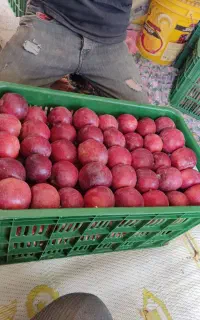 اجاره باغ سیب
