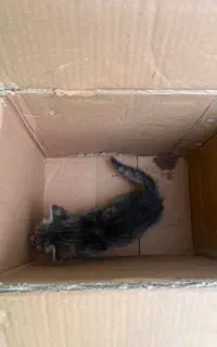 واکذاری بچه گربه