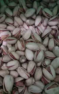 پسته ی خشک دامغان