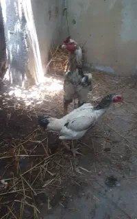 مرغ وخروس اوشامو