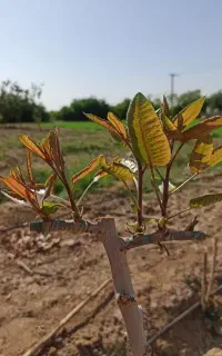 اکیپ (پیوندزن) درخت پسته(باضمانت)