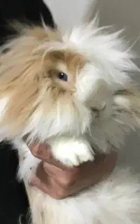 خرگوش،همستر،خوکچه