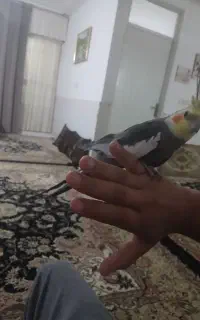 عروس هلندی