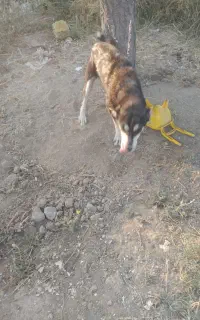 سگ گرگی