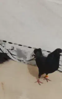 کبوتر