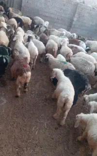 بره نروماده ومیش زایده ۳۰رئس کیلوی بره نر وماد