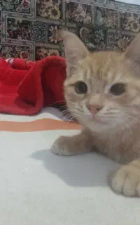 واگذاری بچه گربه کاملا سالم و بازیگوش و آدمی