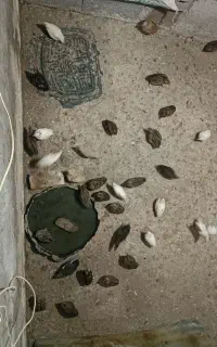 بلدرچین