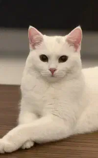 اسکاتیش سفید
