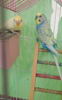 مرغ عشق
