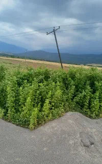 کارگری در باغ