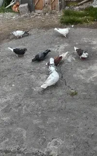 کبوتر