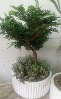 گل بنسای پرنده بهشتی