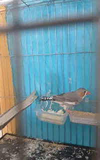 فنچ نر شش ماهه