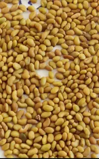فروش جو محلی و بذر رنجریونجه