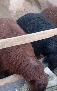 بره نر چاق