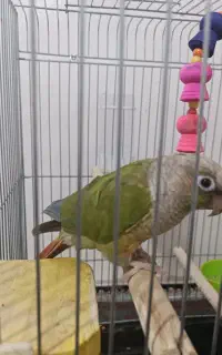 طوطی گرینچیک