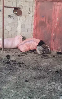 پشم گوسفند شال