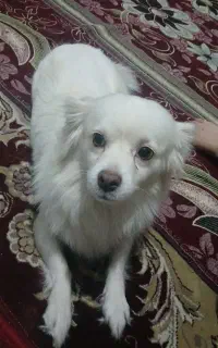 سگ پامر فروش یامعاوضه
